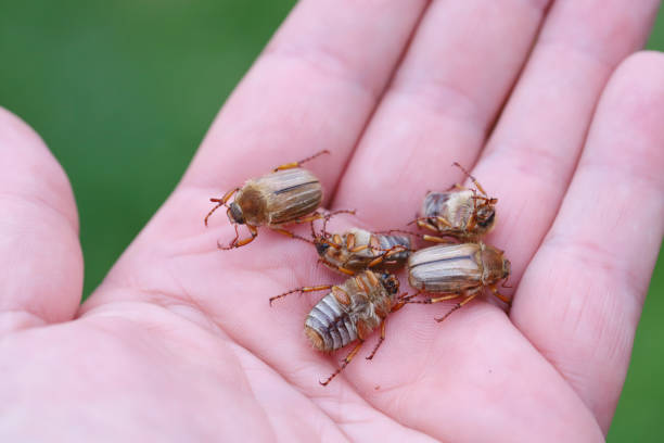 istock Summer Chafer beetle or June bug (Amphimallon solstitialis). Beetles on the hand. 1405186470
