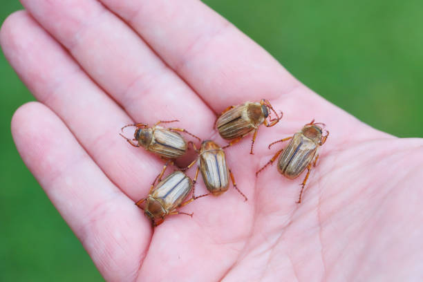 istock Summer Chafer beetle or June bug (Amphimallon solstitialis). Beetles on the hand. 1405186473