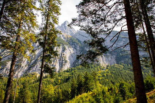 Scenic Landscape of the european alps mountain with trees in the front during a hiking tour to the small Ahornboden in Eng, Austria