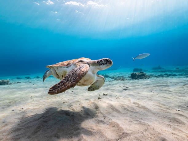 큐라소 주변 카리브해의 산호초 얕은 물에 있는 녹색 바다 거북 - sea turtle coral turtle green sea turtle 뉴스 사진 이미지