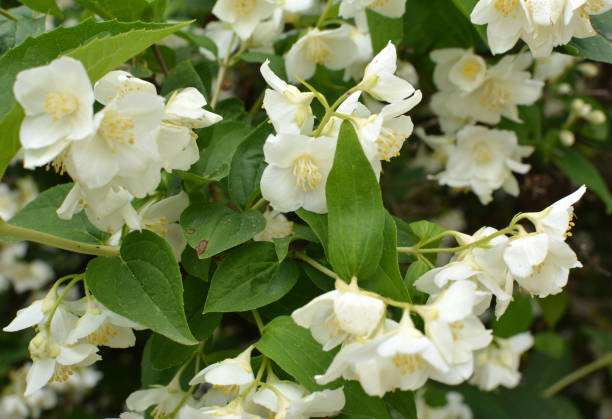 istock Jasmine blooms in the garden 1405188619