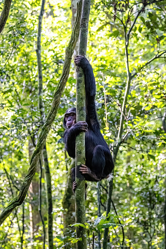 Young chimpanzee, pan troglodytes, tree climbing in the rainforest of Kibale National Park, western Uganda. The park conservation programme means that some troupes are habituated for human contact.