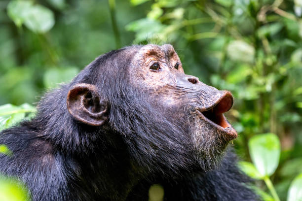 chimpanzé hurlant, troglodytes pan, dans la forêt tropicale humide du parc national de kibale, dans l’ouest de l’ouganda. - vocalizing photos et images de collection