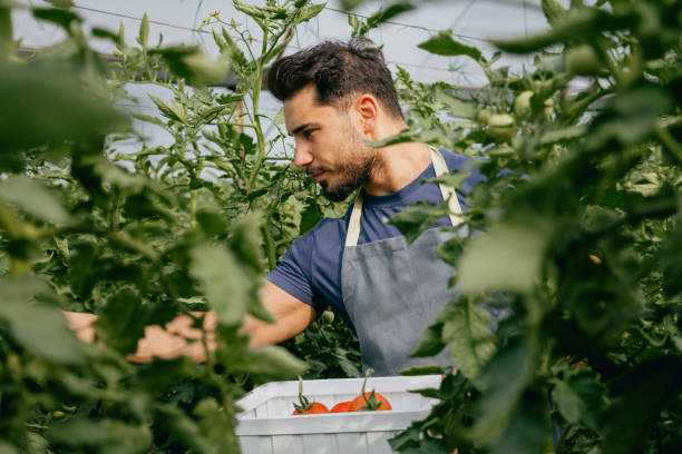 istock tomato harvest time in greenhouse 1405189927
