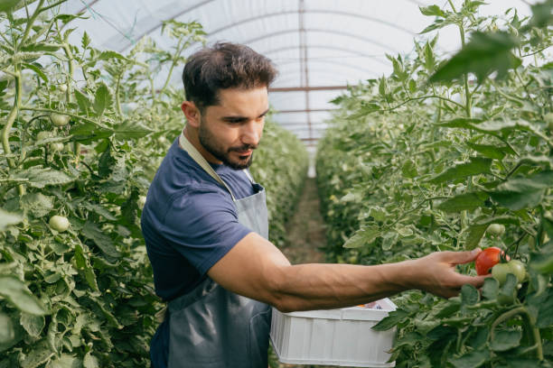 istock tomato harvest time in greenhouse 1405189949