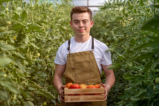 Young handsome man picking tomatoes with crate in greenhouse