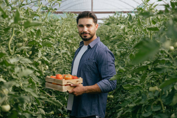 istock tomato harvest time in greenhouse 1405189958