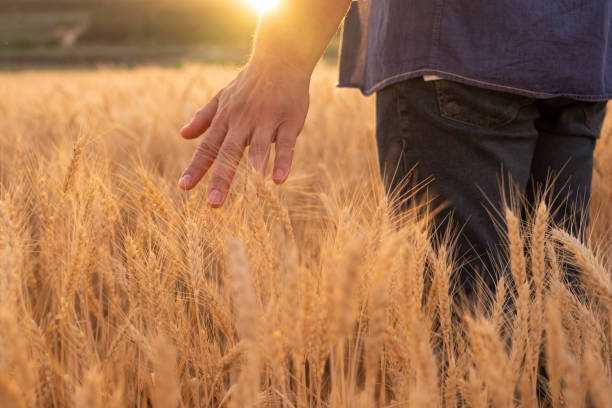 istock Man touching spikes of wheat while walking in the field 1405189972