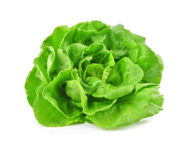 istock Green butterhead lettuce isolated on white 1405190050