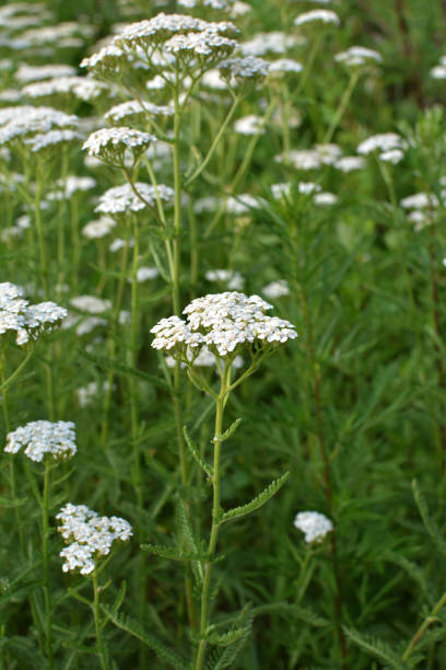 istock Yarrow (Achillea) blooms naturally in the grass 1405190083