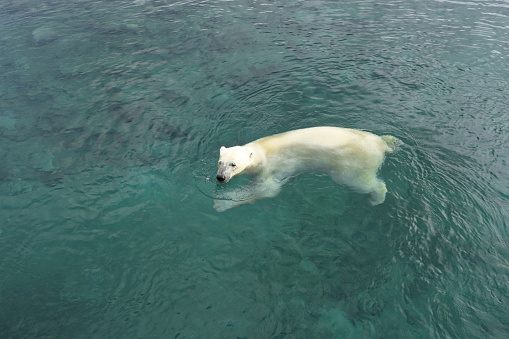 Polar bear (Ursus maritimus) is a hypercarnivorous bear whose native range lies largely within the Arctic Circle, encompassing the Arctic Ocean, its surrounding seas and surrounding land masses.