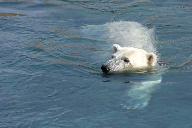 Swimming polar bear stock photo