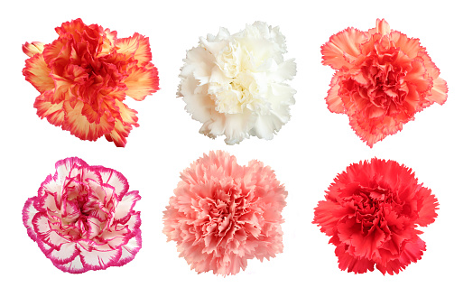 Set of six different carnation flower heads isoolated on white background