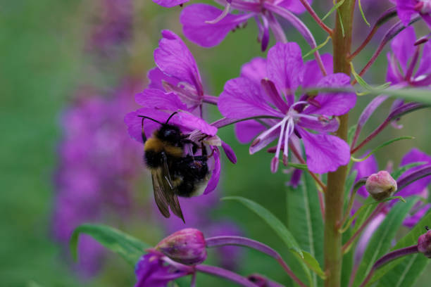 A bumblebee and Fireweed stock photo