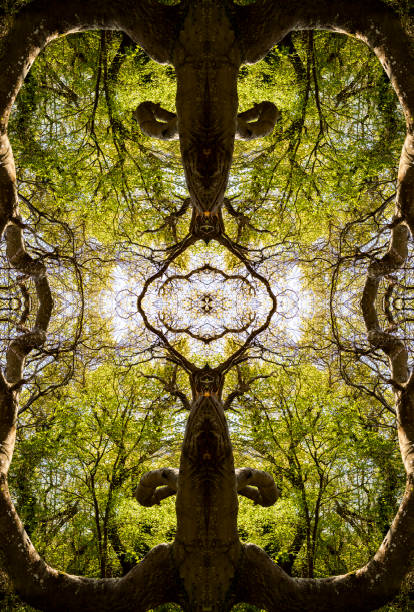 istock Deciduous woodland scene. 1405191608