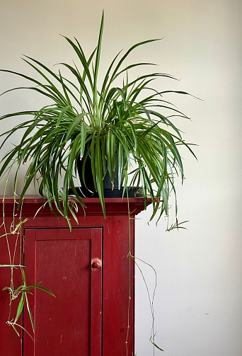 Spider Plant Solid Green