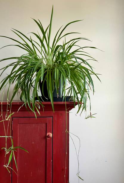 Spider Plant on Antique Cabinet Non-Variegated stock photo