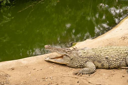 Crocodile Getting Rest With Open Mouth, Zoo