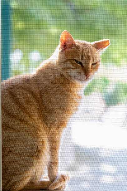 istock Vertical portrait of a bright red cat behind a fine mesh 1405192389