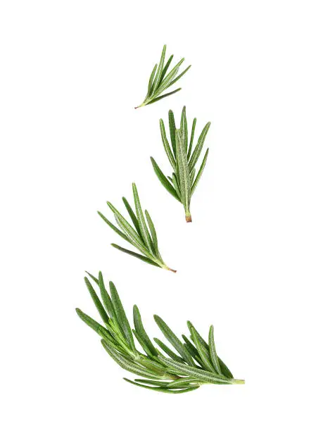 Rosemary leaves falling in the air isolated on white background