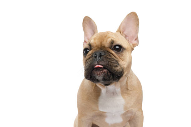 istock French Bulldog isolated on white background 1405193000
