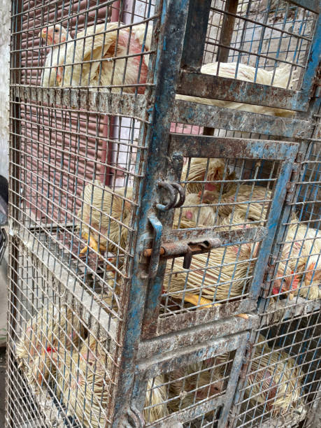 Image of stacked cages full of chickens behind bars at Indian produce market, waiting to be slaughtered, animal cruelty, animal-welfare Stock photo showing close-up view of flock of chickens cooped up in small cage, rather like a prison cell. This is a concept image to illustrate farm animal welfare / cruelty to our feathered, egg laying friends. battery hen stock pictures, royalty-free photos & images