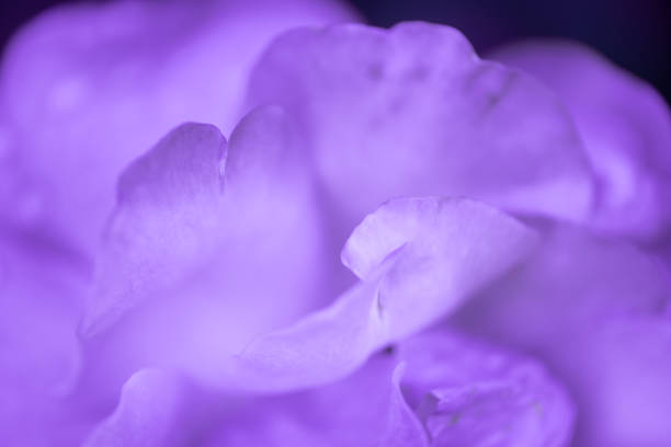 Dramatic flower background; Nature Background