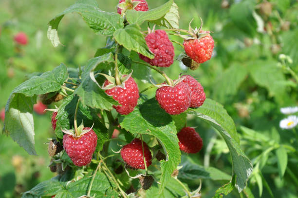 istock Fruits of raspberry on a bush branch 1405194045