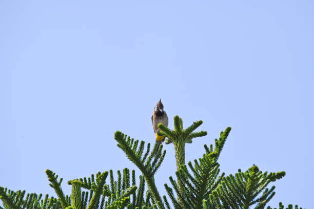 A beautiful small bird is perched on a high twig.