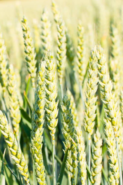 밝은 햇빛 속에서 밀의 숙성 귀 - wheat whole wheat close up corn on the cob 뉴스 사진 이미지