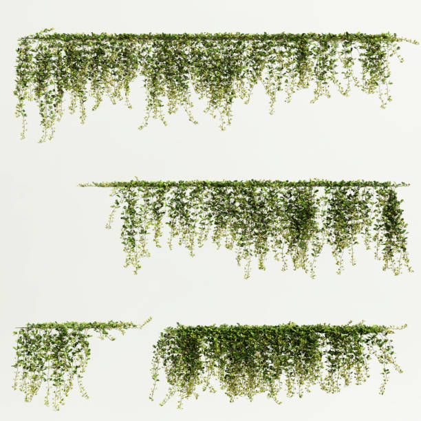 istock 3d illustration of drooping tree isolated on white background 1405196769