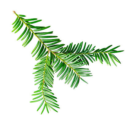 A branch of green yew is isolated on a white background.