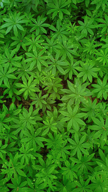 Grass, forest, green leaves, green background, natural background, natural background