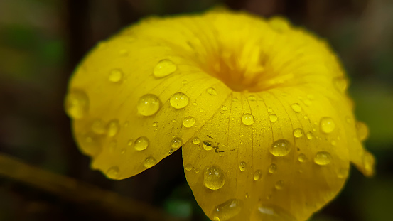 Dew drops on yellow flower petal, macro shot