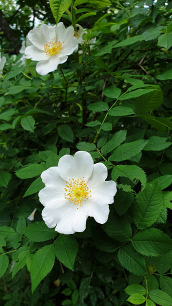 istock Rosehip, wild rose, rosehip flowers 1405197025