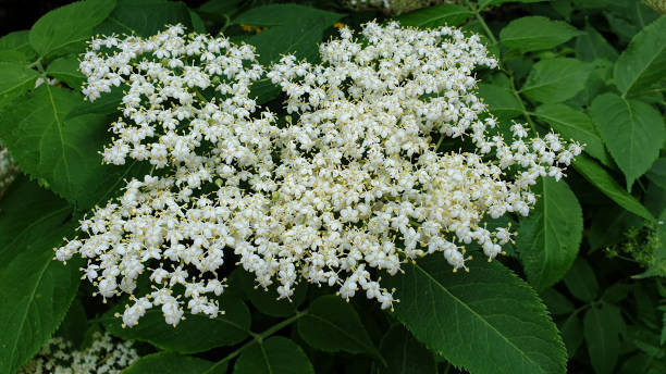 istock Elderberry, Elderberry flowers, white flowers 1405197132