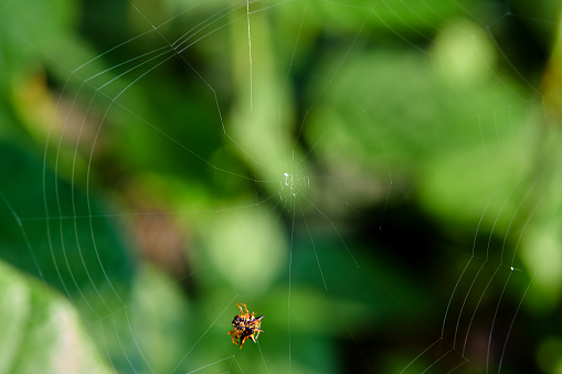 Spider on web in the morning