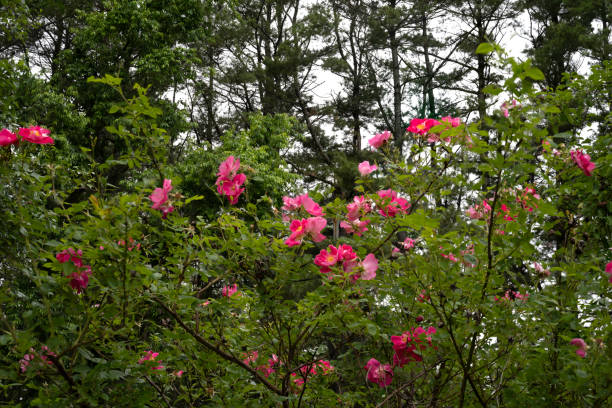 flores vermelhas na beira da estrada - grass shoulder rural scene road wildflower - fotografias e filmes do acervo