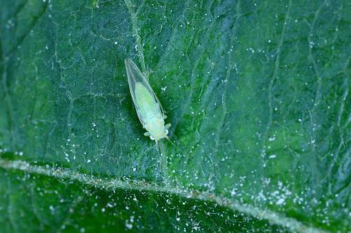 Adult winged apple sucker (Cacopsylla mali) on an apple leaf