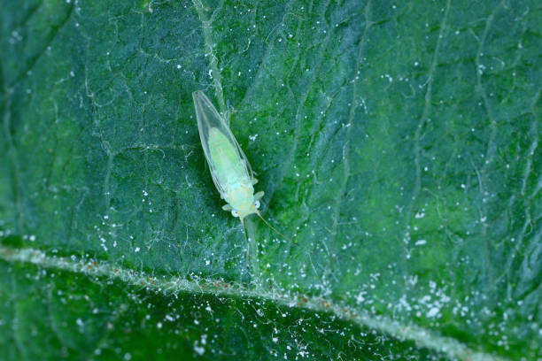 adoecido de maçã alado adulto (cacopsylla mali) em uma folha de maçã - translucid - fotografias e filmes do acervo