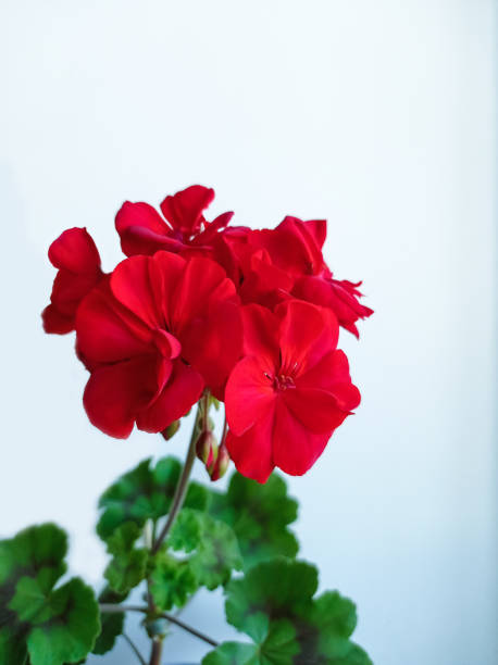 istock Flower Red Pelargonium close up 1405203738