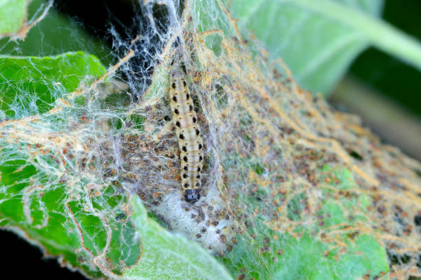 istock Yponomeuta malinellus or apple ermine moth larvae on apple tree in its web close up macro. 1405204840