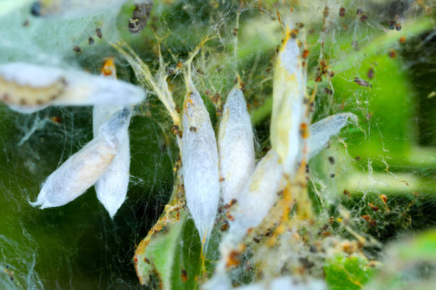 アップルアーミン(yponomeuta malinellus)、ウェブのような巣の中の蛹 - insect moth nature ermine moth ストックフォトと画像