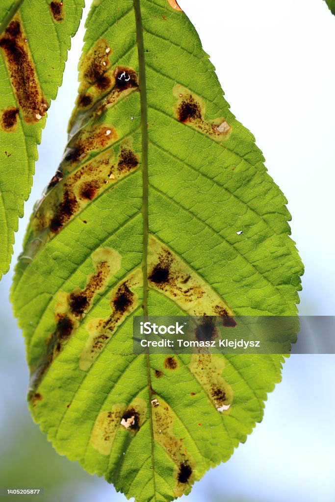 Common horse-chestnut (Aesculus hippocastanum) leaves damaged by horse-chestnut leaf miner (Cameraria ohridella) is a leaf-mining moth of the Gracillariidae family. Leaf Stock Photo
