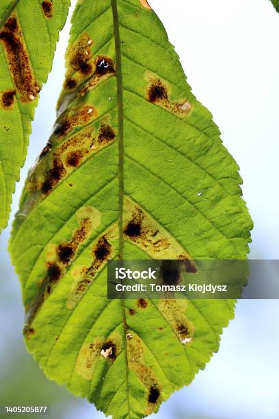 Common Horsechestnut Is A Leafmining Moth Of The Gracillariidae Family Stock Photo - Download Image Now