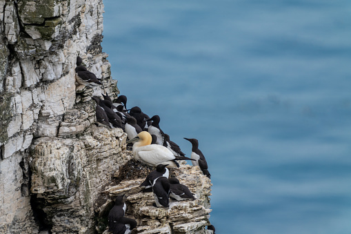 single gannet perched on a clifftop promontory at Bemtpon Cliffs in midst of many razorbills