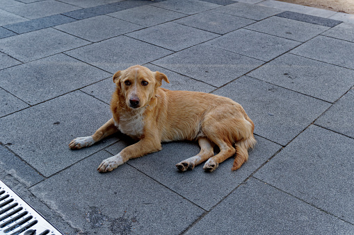 Domestic dog waiting food front of restaurant