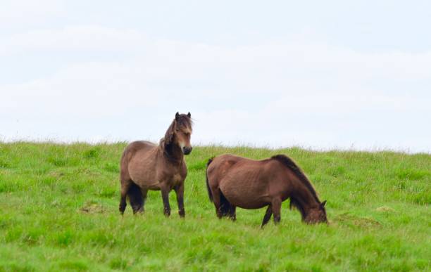poney dartmoor - 5416 photos et images de collection