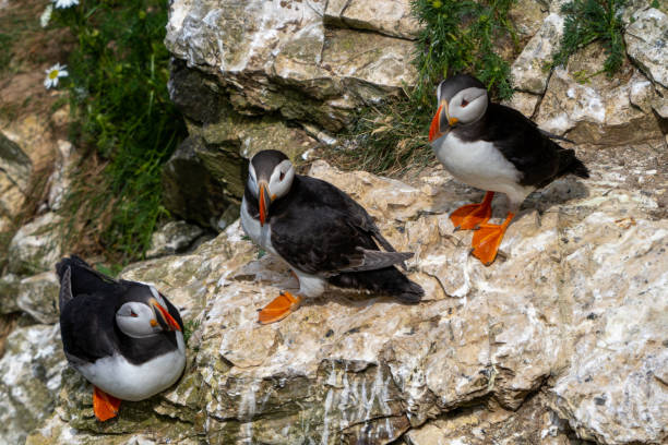 istock close-up view of North Atlantic Puffins in their nesting grounds at Bemtpon Cliffs Nature Reserve in Yorkshire 1405206095