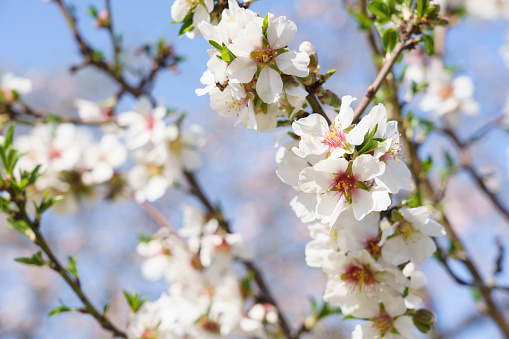 Close-up of almond tree spring time blossoms.\n\nTaken in the San Joaquin Valley, California, USA.